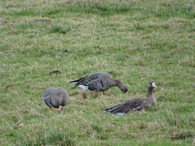 这一进球 这一进球