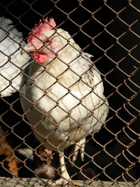 坎宁安21+11塔图姆27分 活塞胜绿军豪取8连胜.